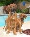 rhodesian-ridgeback-4-mos.jpg