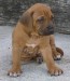 rhodesian_ridgeback_c_pups_.jpg