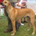 rhodesian_ridgeback_h02.jpg